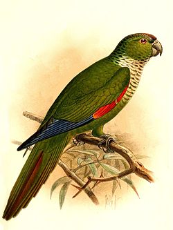 Pyrrhura melanura