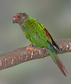 Pyrrhura roseifrons