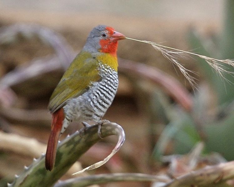 Pytilia melba