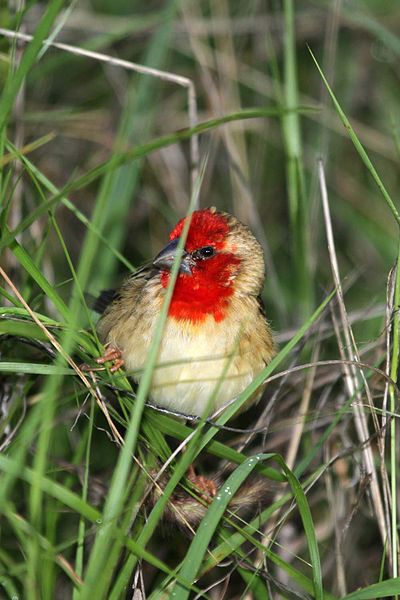 Quelea cardinalis