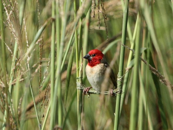 Quelea erythrops