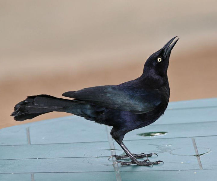 Quiscalus lugubris