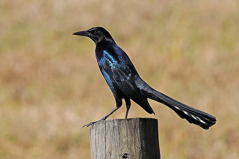 Quiscalus major