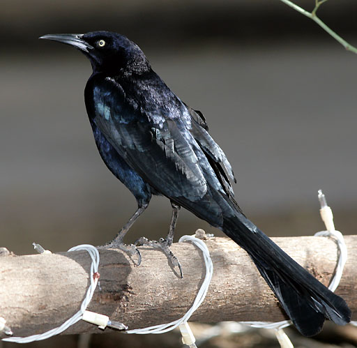 Quiscalus mexicanus