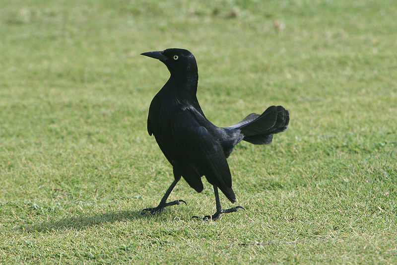 Quiscalus niger