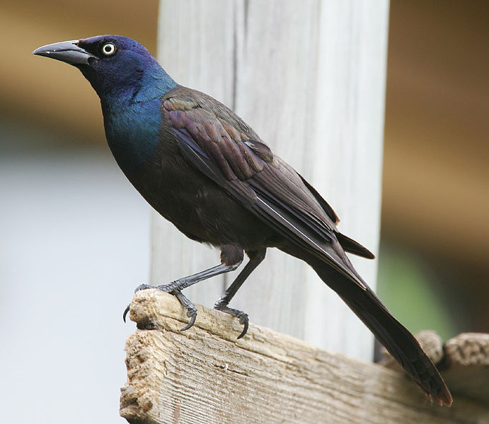 Quiscalus quiscula