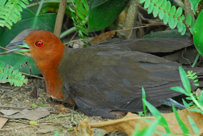Rallina eurizonoides