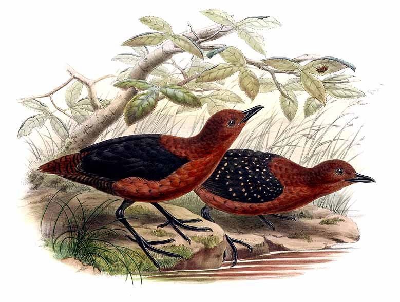Rallina forbesi