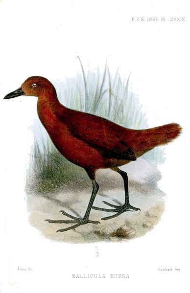 Rallina rubra