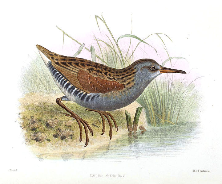 Rallus antarcticus