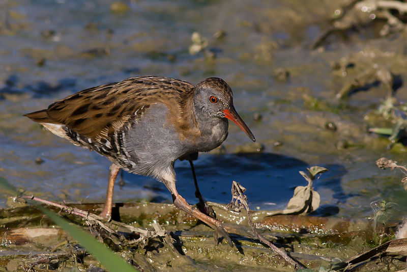 Rallus aquaticus
