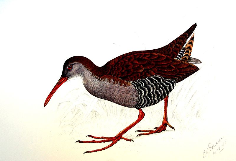 Rallus caerulescens