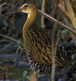Rallus elegans