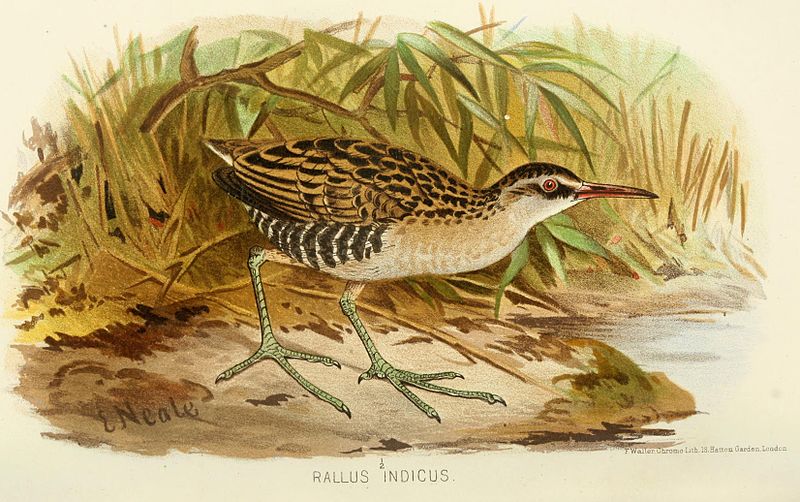 Rallus indicus