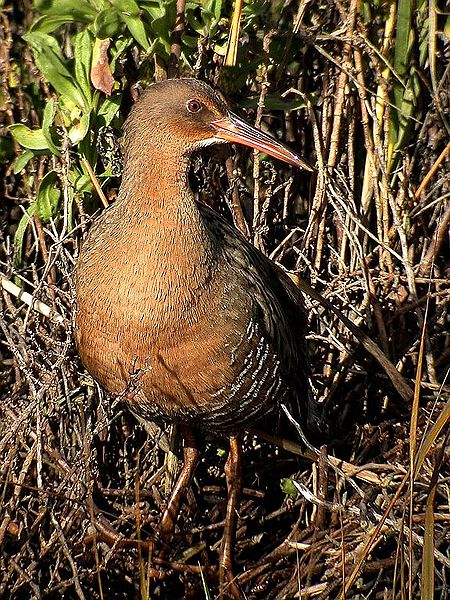 Rallus longirostris