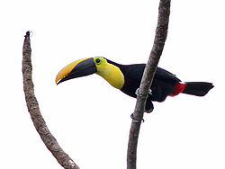 Ramphastos ambiguus
