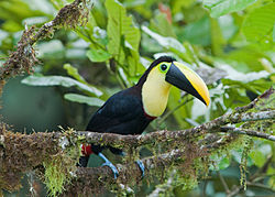 Ramphastos brevis