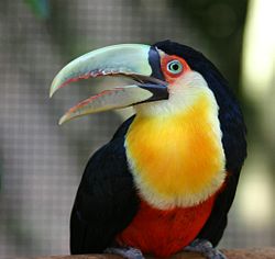 Ramphastos dicolorus