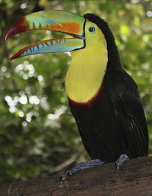 Tucán pico iris