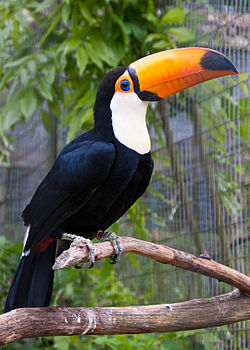 Ramphastos toco