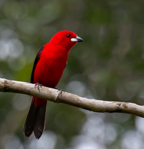 Ramphocelus bresilius