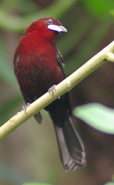 Ramphocelus carbo