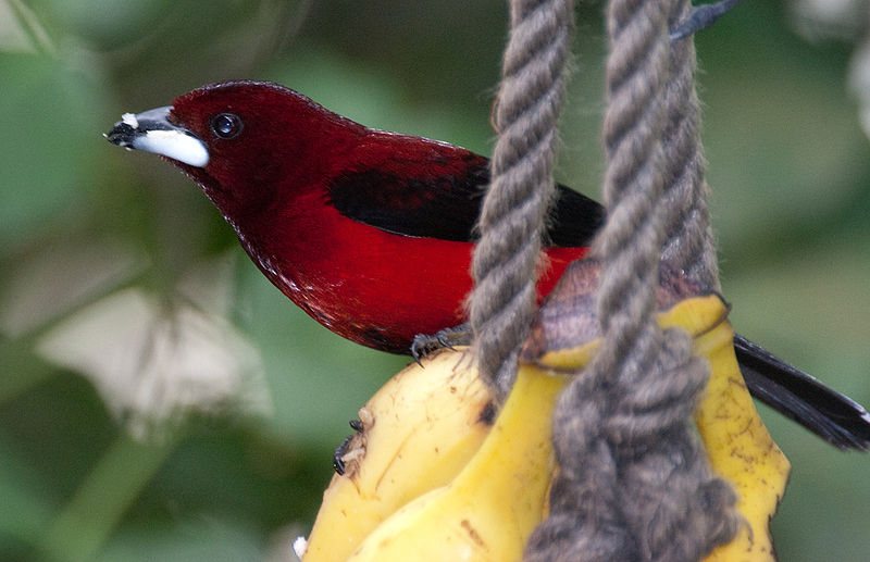 Ramphocelus dimidiatus