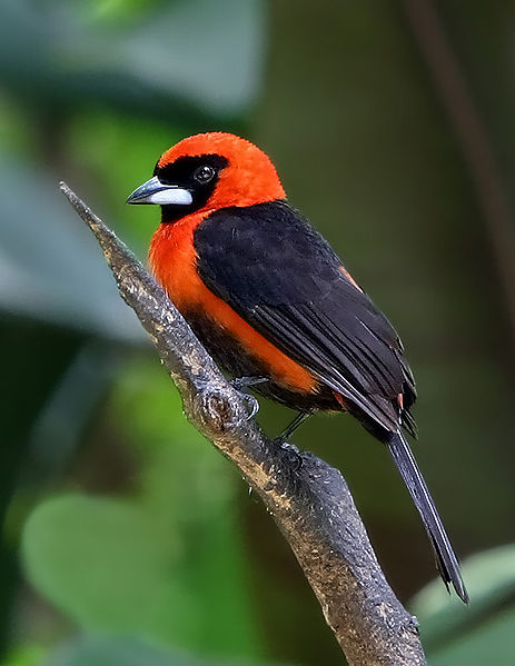 Ramphocelus nigrogularis
