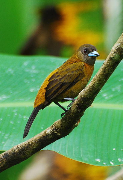 Ramphocelus passerinii