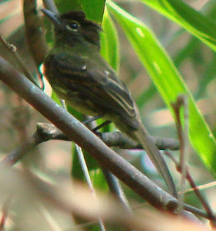 Ramphotrigon fuscicauda