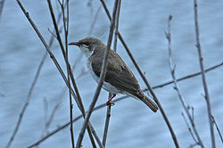 Ramsayornis modestus