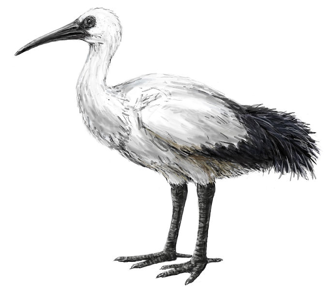 Raphus solitarius
