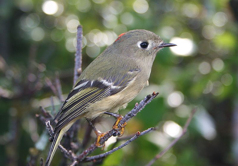 Regulus calendula