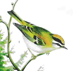 Regulus ignicapilla