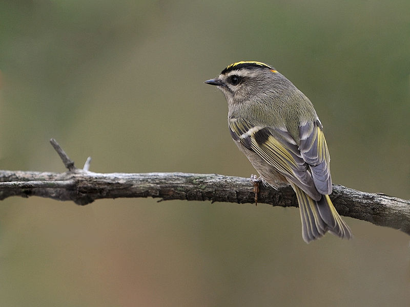 Regulus satrapa