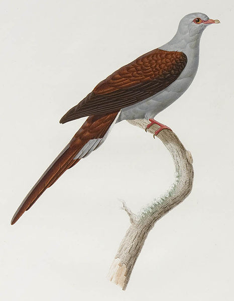 Reinwardtoena reinwardtii