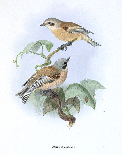 Remiz coronatus