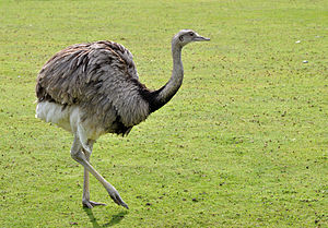Rhea americana