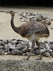 Rhea pennata