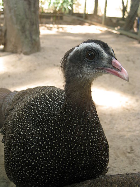 Rheinardia ocellata