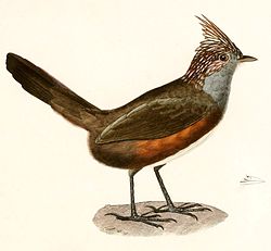 Rhinocrypta lanceolata