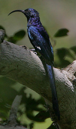 Rhinopomastus cyanomelas