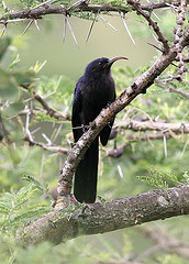Rhinopomastus minor