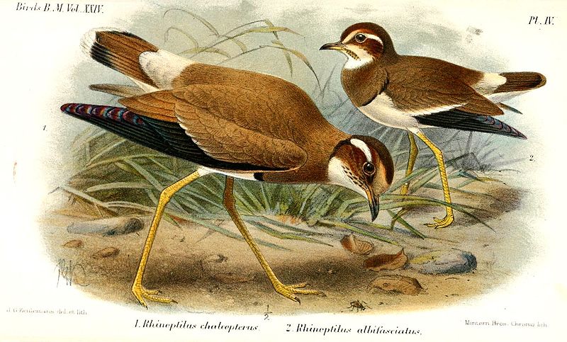 Rhinoptilus chalcopterus
