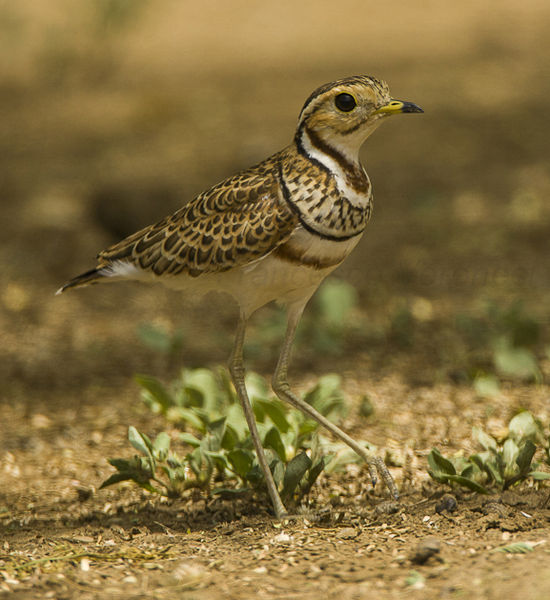 Rhinoptilus cinctus