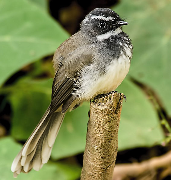 Rhipidura albicollis