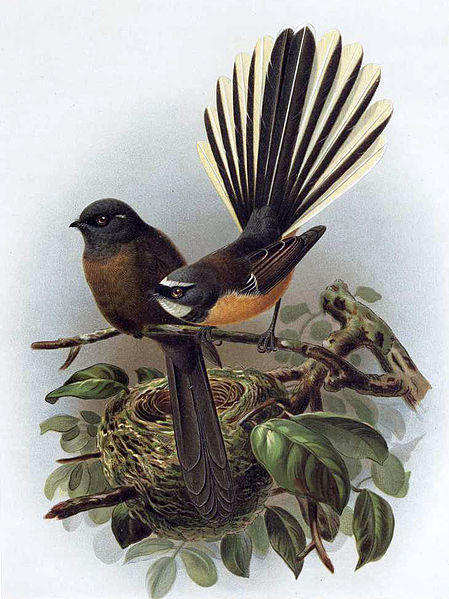 Rhipidura fuliginosa