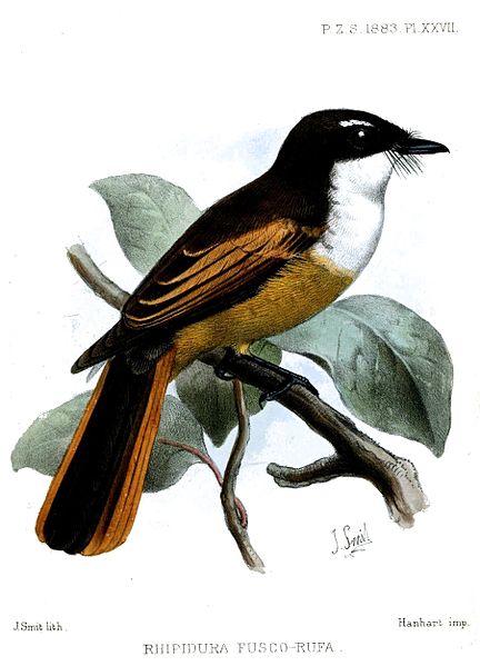 Rhipidura fuscorufa