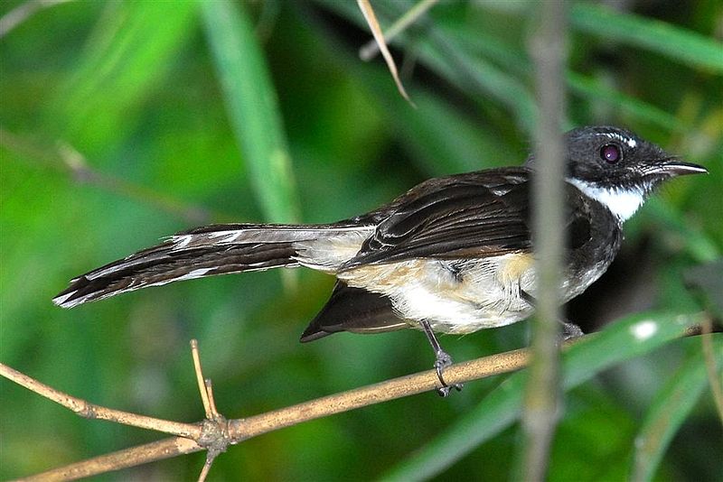 Rhipidura javanica