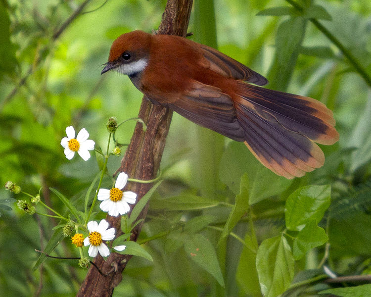 Rhipidura lepida